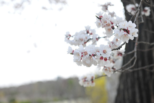 杏花盛开   白色花  春天