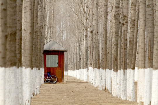 树林小屋