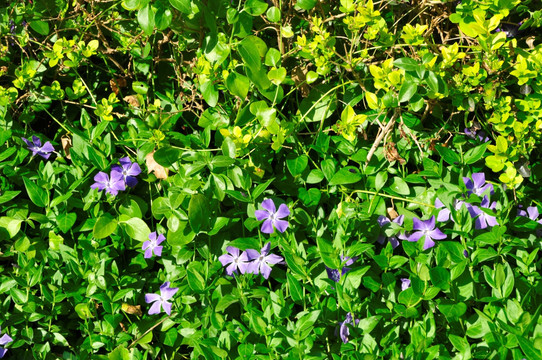 小蔓长春花