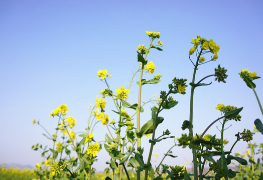 油菜花