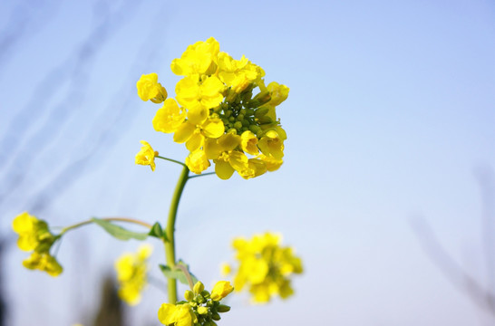 油菜花特写