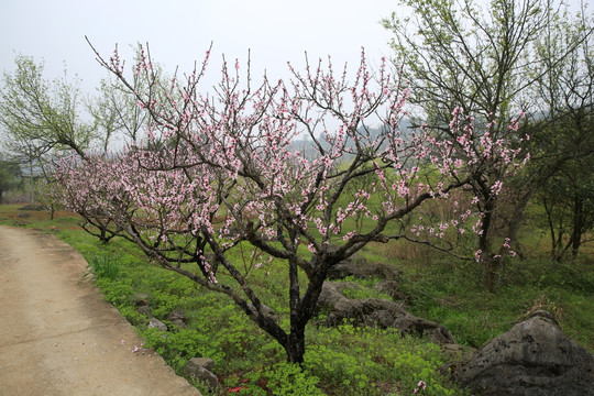 桃花园 旅游 春天