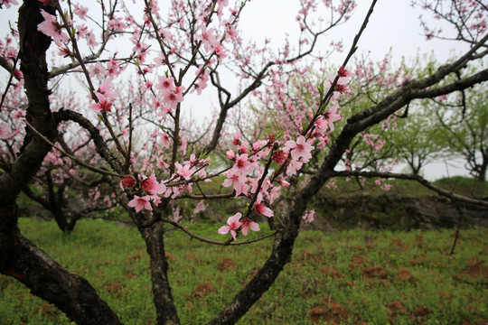桃花园 旅游 春天 花朵