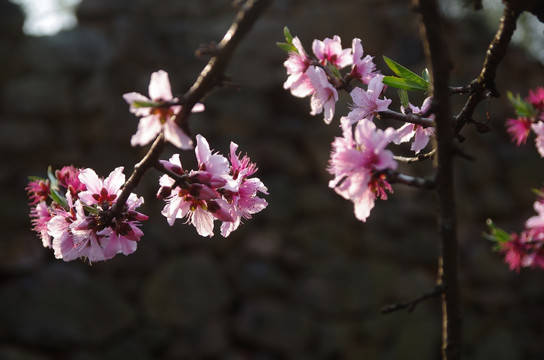 桃花