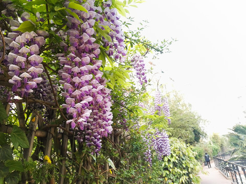 竹篱笆上的紫藤花
