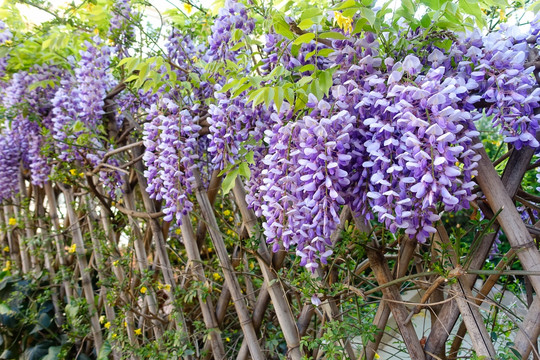 竹篱笆上的紫藤花