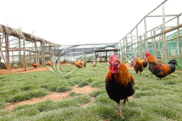 生态养鸡场