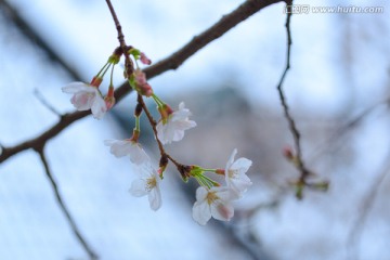 同济大学校园樱花