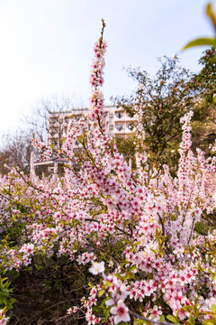 上海大学樱花树