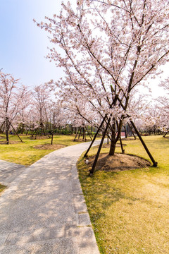 顾村公园樱花树