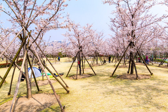 顾村公园樱花节樱花林