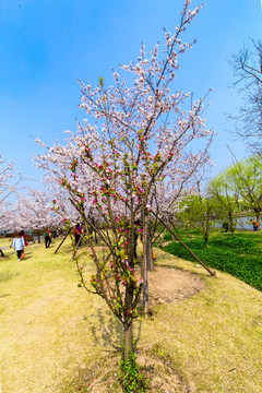 上海樱花节樱树