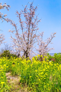 上海樱花节樱树