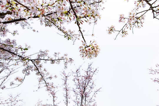 上海樱花节樱树