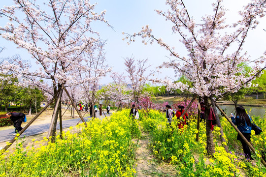 上海樱花节樱树