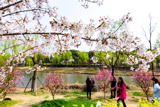 上海樱花节樱树