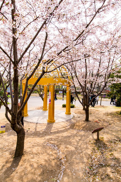 上海樱花节樱树