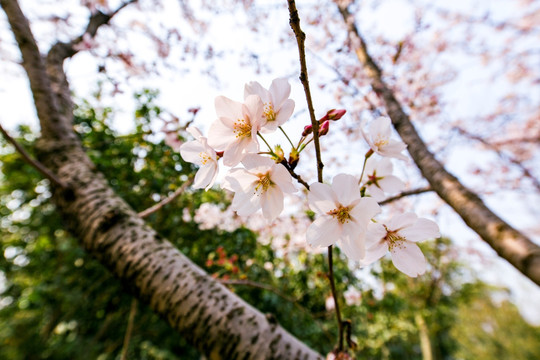 上海樱花节樱树