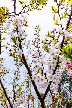 上海樱花节樱花