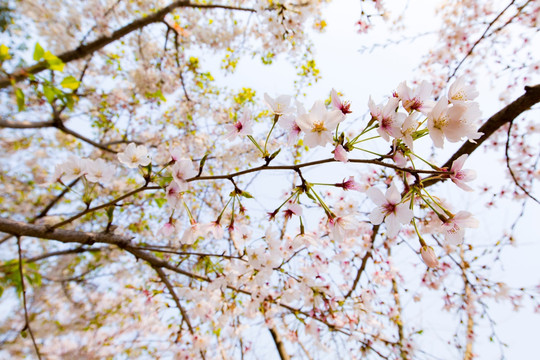 顾村公园樱花树