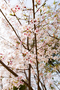 顾村公园樱花树