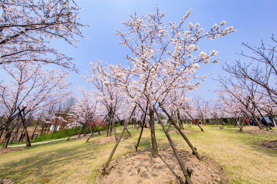 顾村公园樱花节