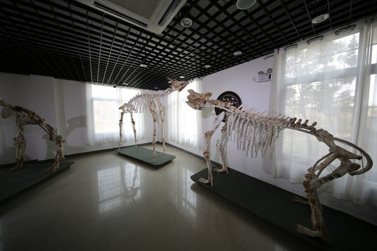 顾村公园古生物化石博物馆