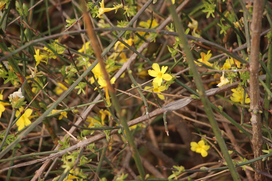 迎春花