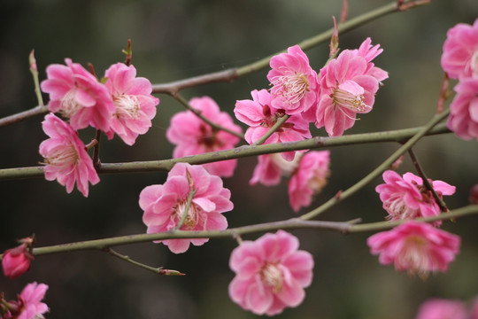 桃花