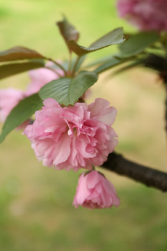 重瓣樱花