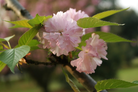 粉樱花