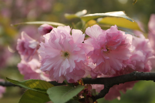 红樱花