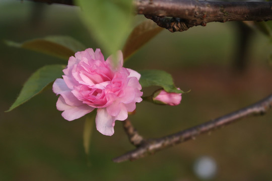 红樱花