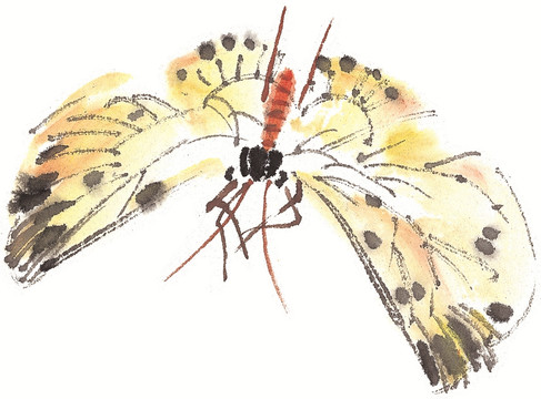 中国画 国画昆虫