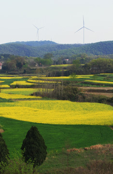 田园 油菜花