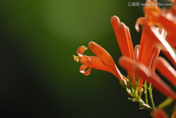 炮仗花