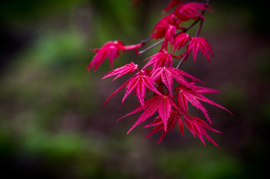 红枫