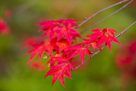 红枫