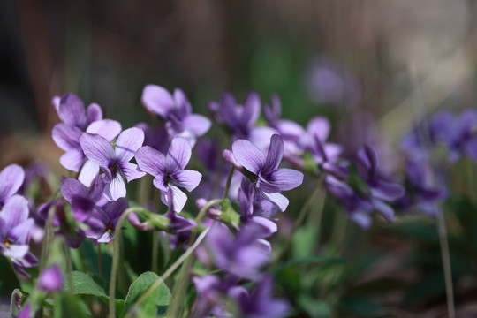 紫花地丁