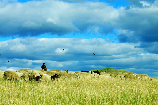 春季草原放牧羊群