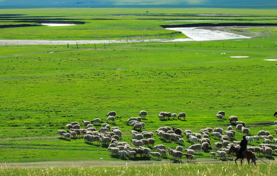 夏季草原放牧羊群