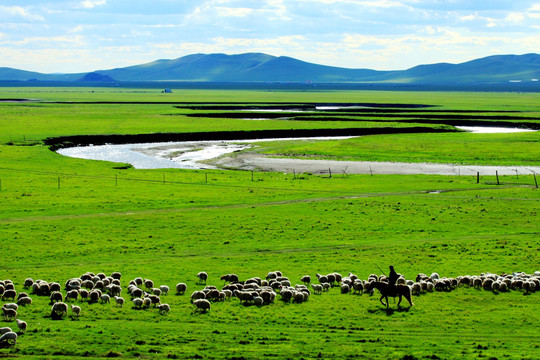 夏季草原牧羊