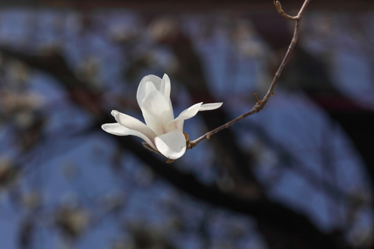 玉兰花 白玉兰 花卉 白色花朵