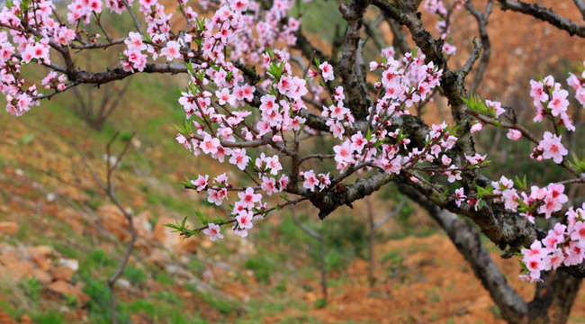 桃花 桃花园