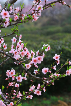 桃花 桃花园