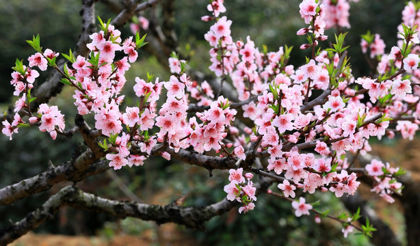 桃花盛开 桃花园