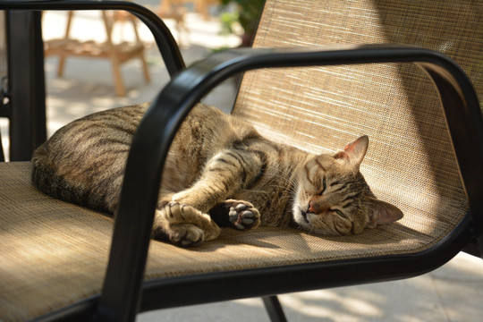 慵懒的小猫