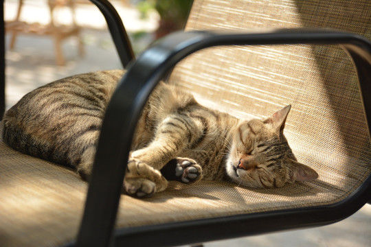 打盹的花猫