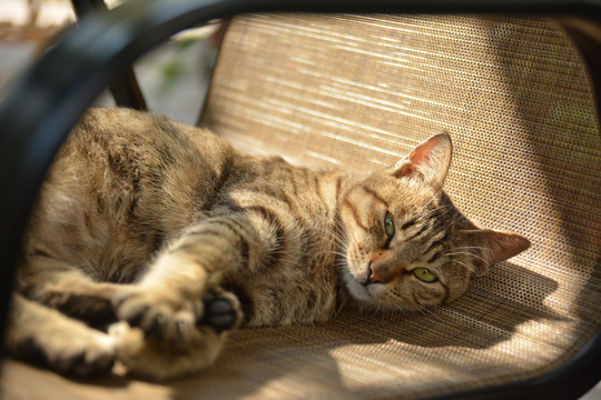 慵懒的猫咪