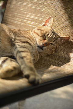 猫咪